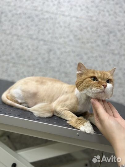 Кошка в дар бесплатно