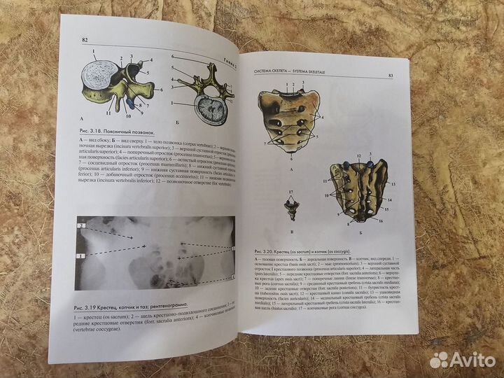 Атлас анатомии человека Самусев