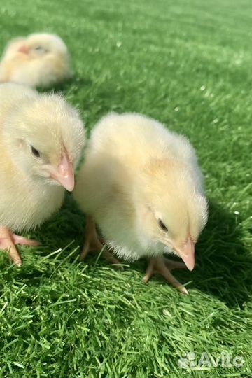 Бройлер суточный Кобб 500 и Росс 308 в Каширском