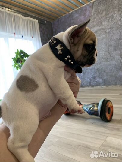 Французский бульдог