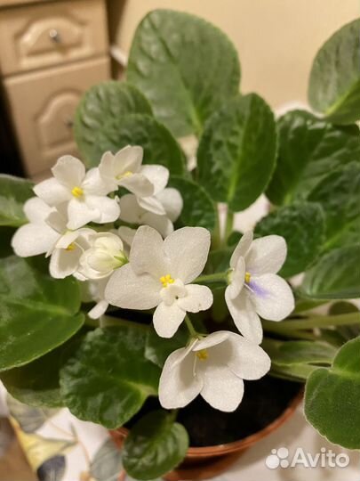 Фиалка сортовая цветущая