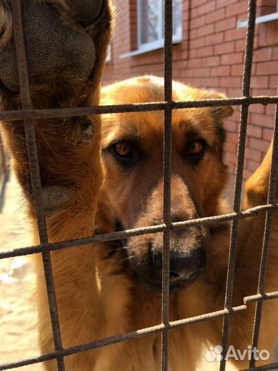 Кабель овчарки на вязку