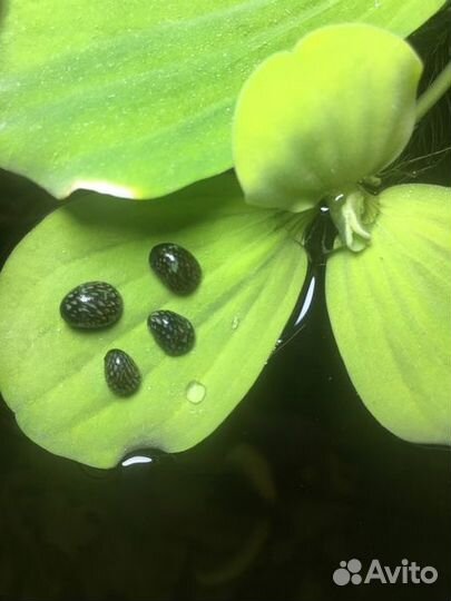 Амека глянцевая. Теодоксус (не привозной)