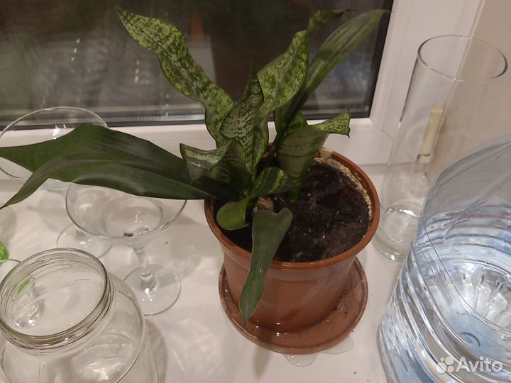 Спасите цветок растение