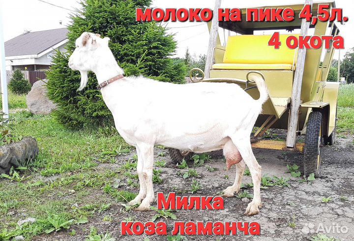Козы ламанча дойные