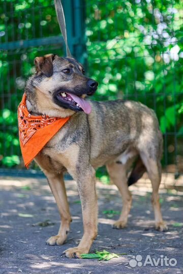 Верный Лукас мечтает о доме