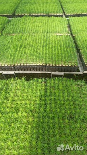 Сеянцы сосны обыкновенной зкс