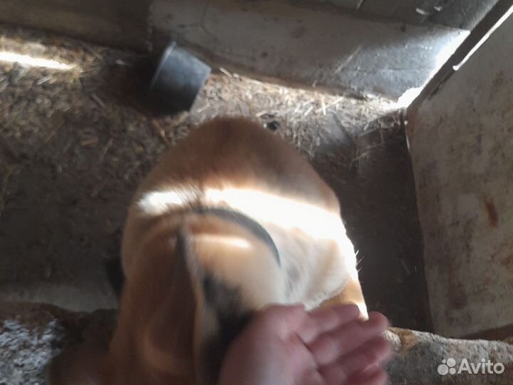 Отличный друг