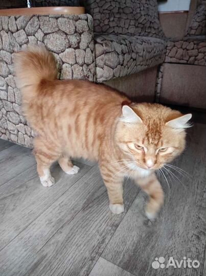 Курильский бобтейл. Вязка. Кот