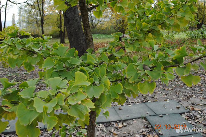 Индийский лук,гинкго мурайя витекс, банан Небраски