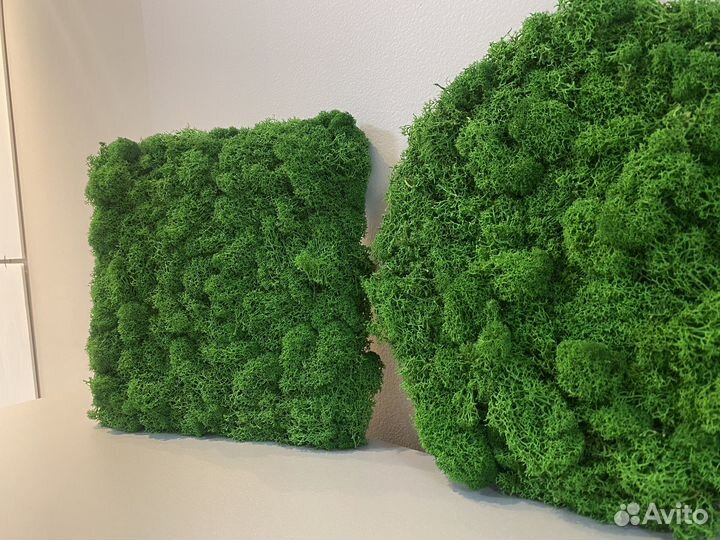 Картины/пано из мха