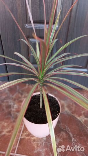 Драцена Маргината триколор