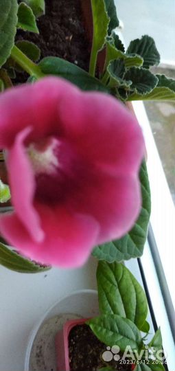 Глоксиния цветущая