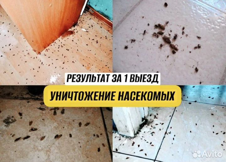 Травить тараканов. Уничтожение клопов. Дезинфекция