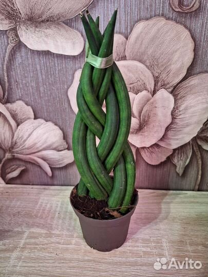 Сансевиерия твистер