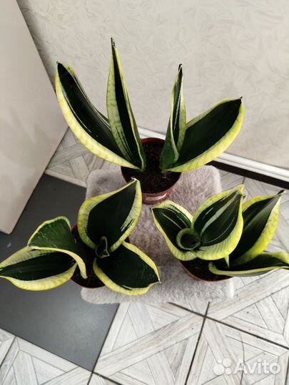 Сансевиерия