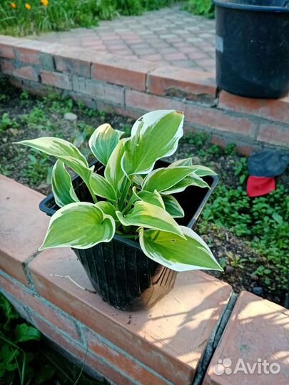 Хоста. Цена за большой куст