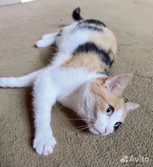 Кошечка на удачу