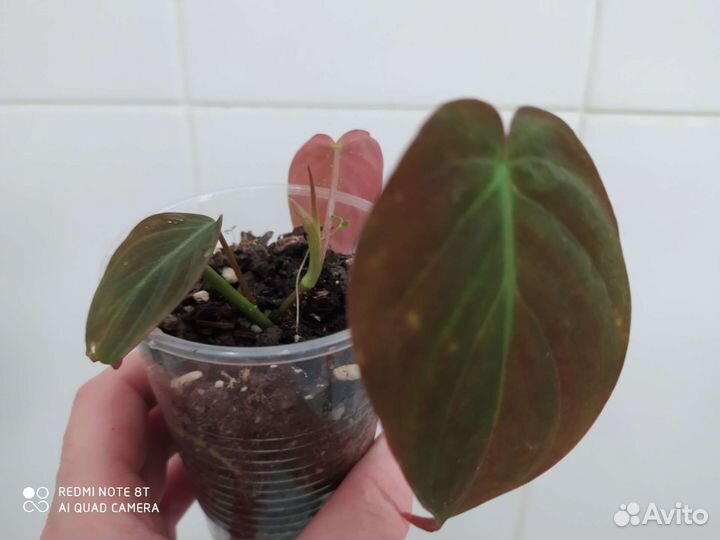 Сингониумы