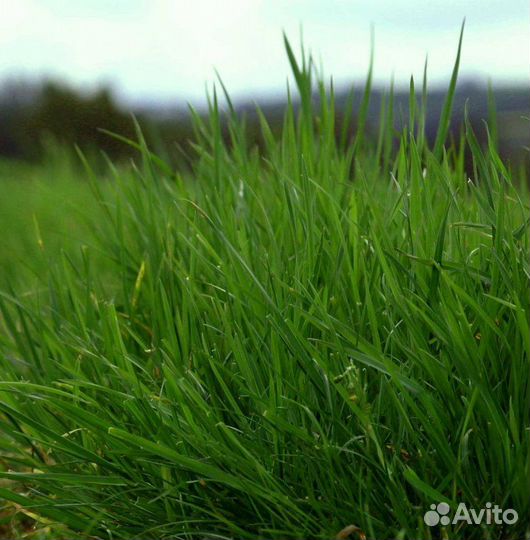 Овсяница тростниковая. Семена оптом