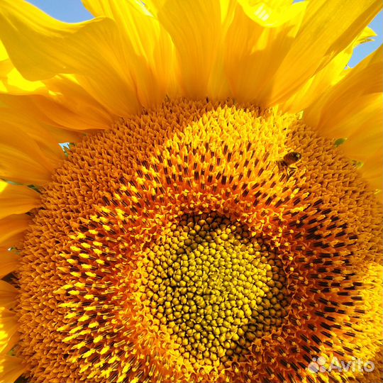 Семена подсолнечника сорт Бригадир (Раннеспелый)