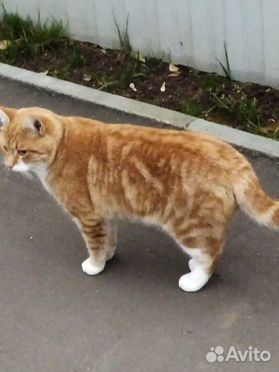 Рыжий честный и влюбленный кот в добрые руки