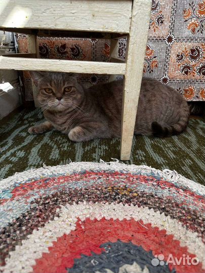 Кошка в добрые руки