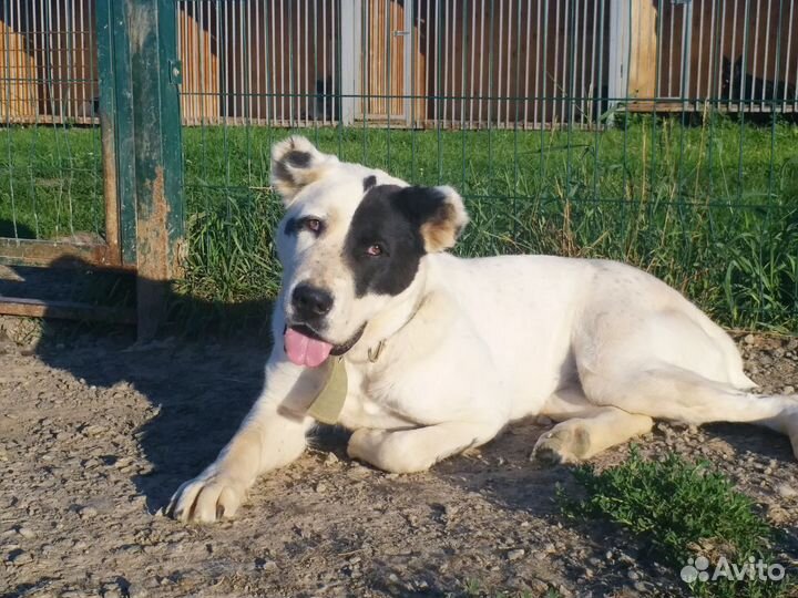 Собака алабай