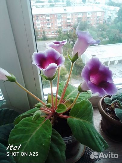Глоксиния