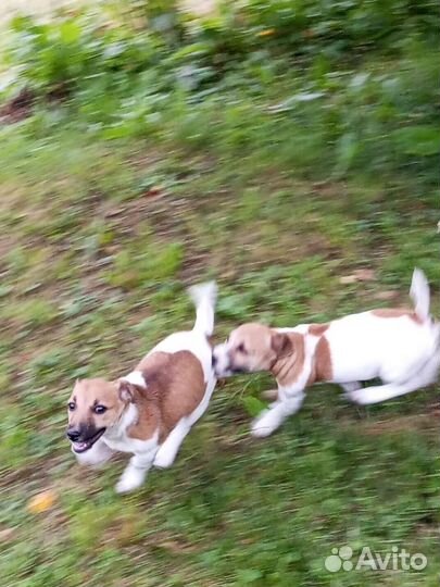 Джек Рассел терьер щенки