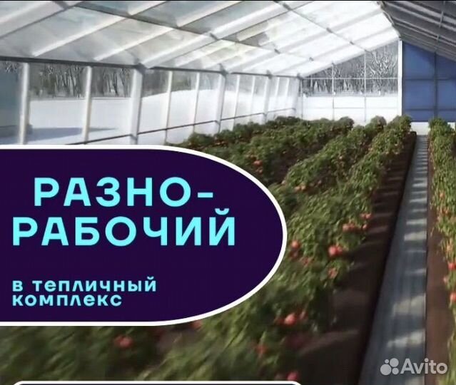 Рабочий в теплицу