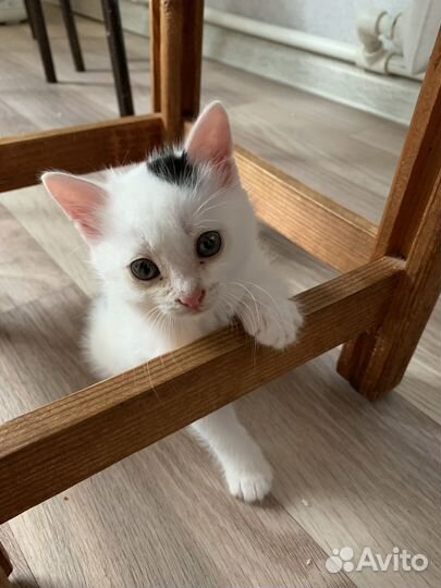 Котенок котик