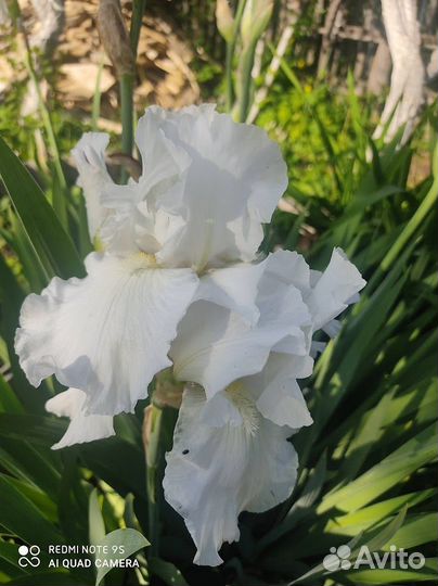 Ирисы бородатые сортовые
