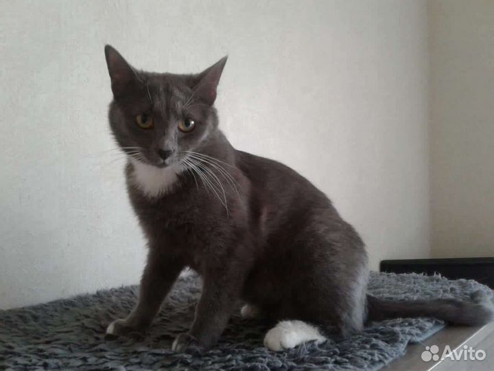 Кошка ищет дом