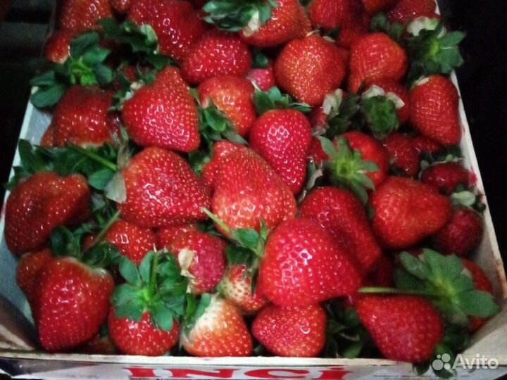 Клубника свежая