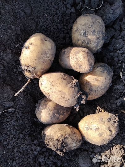 Крупная картошка на еду