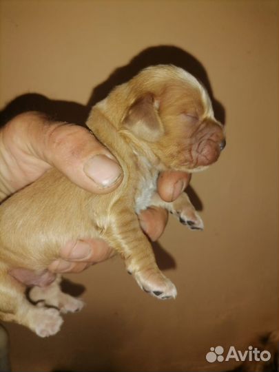 Английский кокер спаниель