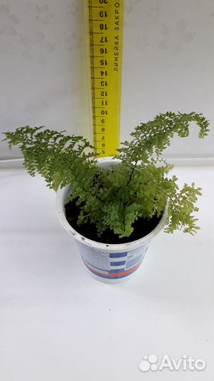 Нефролепис Marisa и Нефролепис Fluffy Ruffle