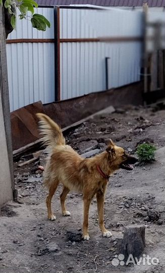 Отдам в добрые руки