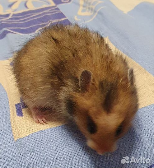 Сирийские хомячки