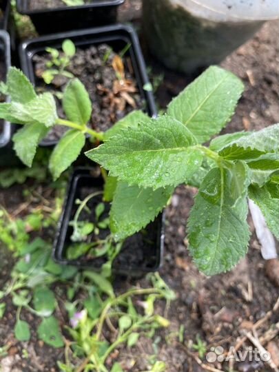 Тыква, огурцы, мята. Рассада