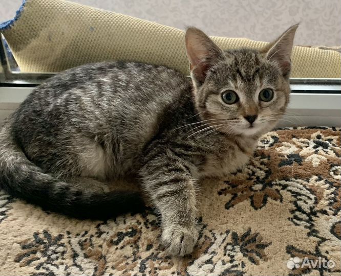 Европейская