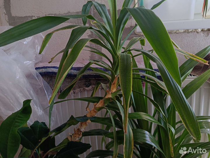 Пальма юкка