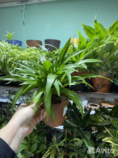 Хлорофитум