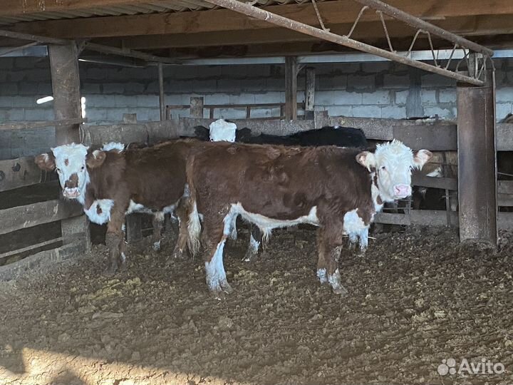 Продаются бычки