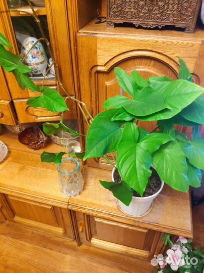 Комнатные растения