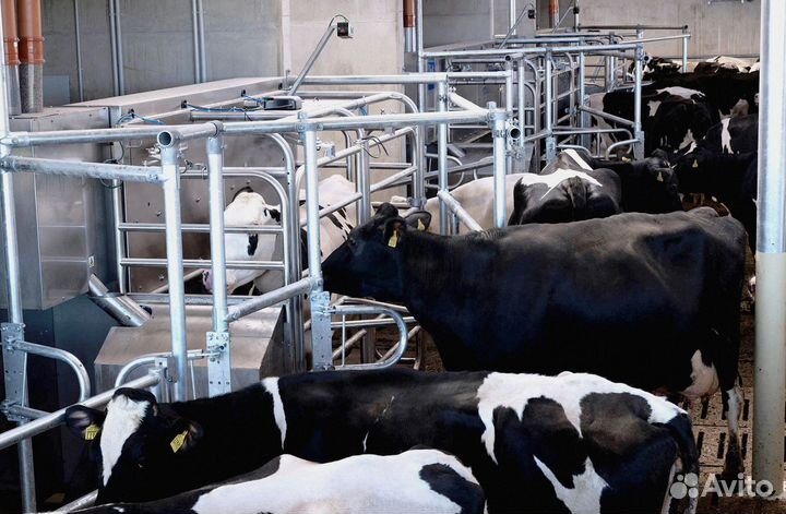 Доильный аппарат для крс
