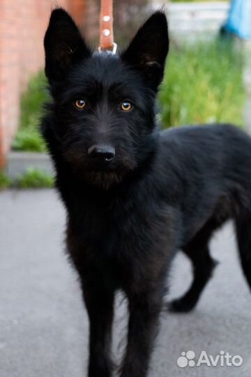 Собака в добрые руки бесплатно