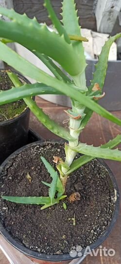 Алоэ (столетник)