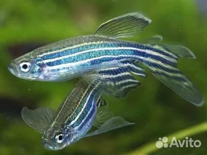 Аквариумные рыбки. Не магазин